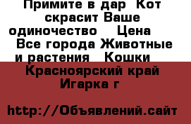 Примите в дар. Кот скрасит Ваше одиночество. › Цена ­ 0 - Все города Животные и растения » Кошки   . Красноярский край,Игарка г.